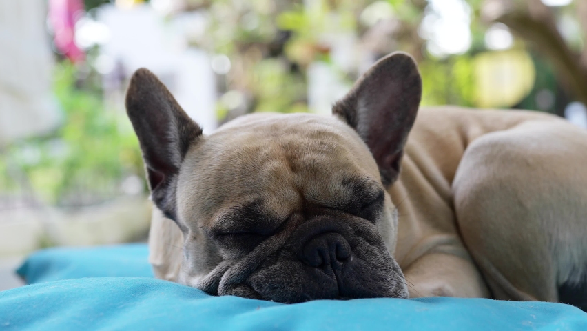 Cute French bulldog lying on blue pillow outdoor.