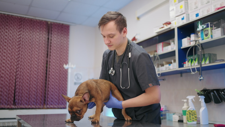 veterinary surgeon is examining dog in veterinary clinic, touching abdomen of french bulldog Royalty-Free Stock Footage #1097099999
