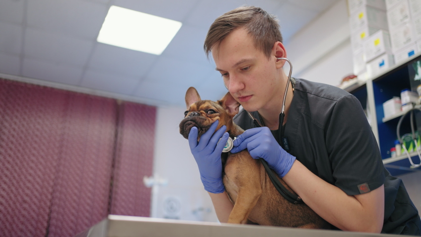 student veterinarian is listening to lungs and heart of french bulldog in veterinary clinic Royalty-Free Stock Footage #1097100011