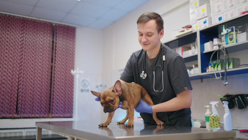 kind male veterinarian is examining funny french bulldog and talking with him in vet clinic Royalty-Free Stock Footage #1097100017