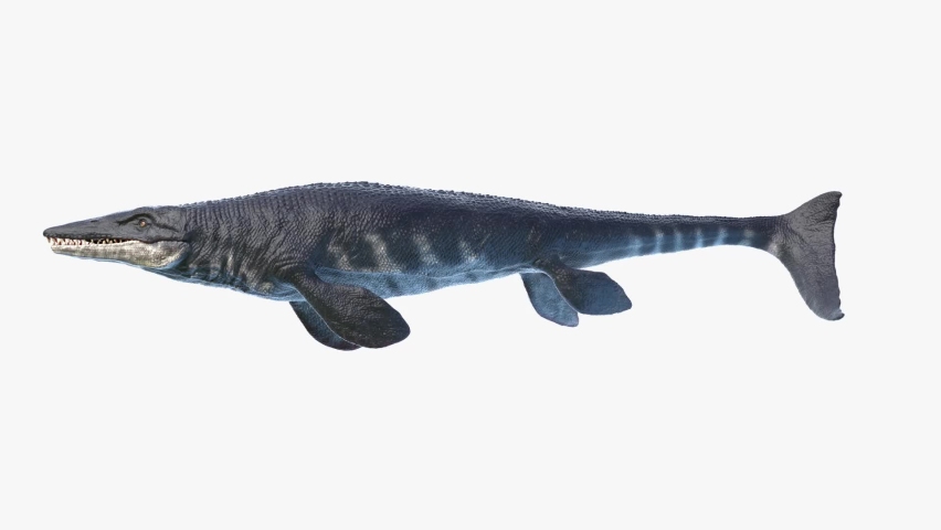 3D Rendered Animation of Tylosaurus Swimming. Plain Studio Background. Professional Lighting. Side view.