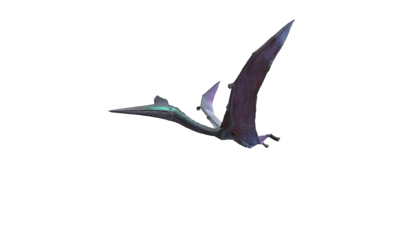 3D Rendered Animation of Quetzalcoatlus Flying. Plain Studio Background. Professional Lighting. Side view.
