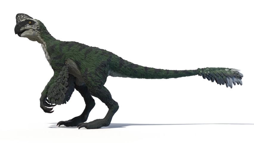 3D Rendered Animation of Oviraptor Walking. Plain Studio Background. Professional Lighting. Side view.