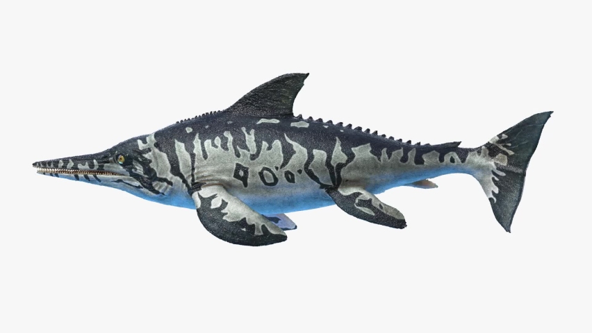 3D Rendered Animation of Ichtyosaurus Swimming. Plain Studio Background. Professional Lighting. Side view.