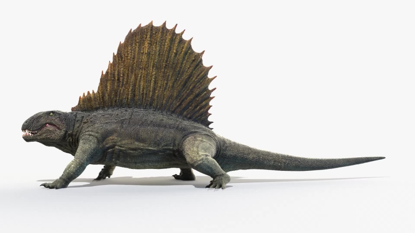 3D Rendered Animation of Dimetrodon Walking. Plain Studio Background. Professional Lighting. Side view.