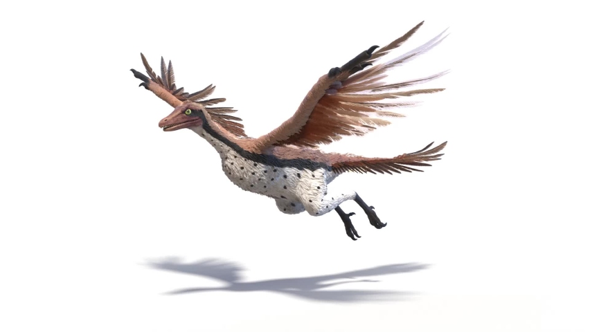3D Rendered Animation of Archaeopteryx Flying. Plain Studio Background. Professional Lighting. Side View.