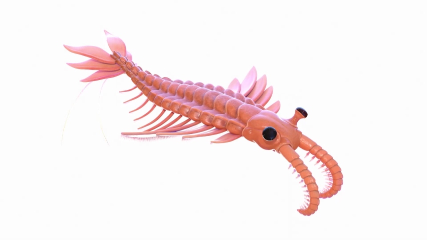 3D Rendered Animation of Anomalocaris Swimming. Plain Studio Background. Professional Lighting. Side View.