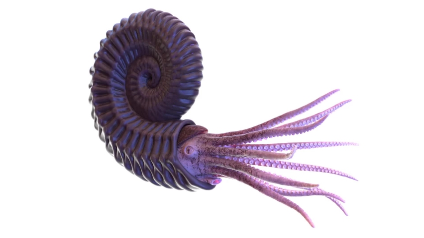 3D Rendered Animation of Ammonite Swimming. Plain Studio Background. Professional Lighting. Side View.