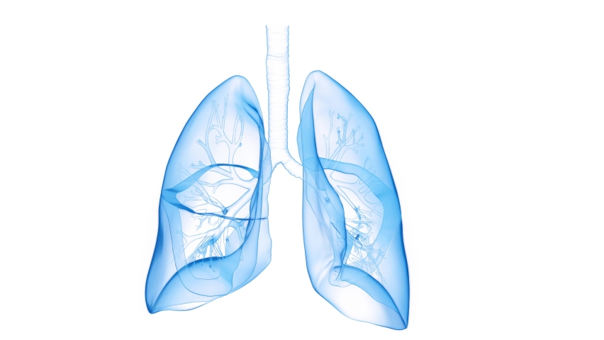 3D rendered Medical Animation of The Lungs During Breathing- Plain White Background. Professional Studio Lighting. Royalty-Free Stock Footage #1097105633