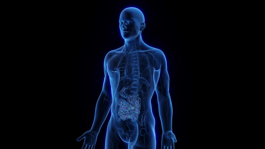 3D Rendered Animation of Intestinal Microbiome - The Small Intestine. Black Background. Royalty-Free Stock Footage #1097105765