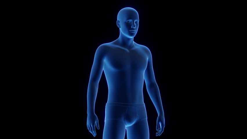 3D Rendered Animation of Male Anatomy. Transition from Normal Body Type to Fat. Plain Black Background. Front view. Royalty-Free Stock Footage #1097105779