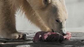 Beautiful Portrait footage of Polar bear in nature landscape. Polar bear eat raw meat on a rock beach near cold water. 4K Slow motion, ProRes 422, 10 bit video