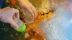 Hand child giver feeding for group of koi carps (Cyprinus carpio) from milk bottles for in the pond.