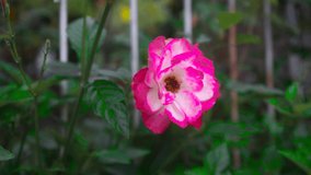 Pink rose flower with 4k video format