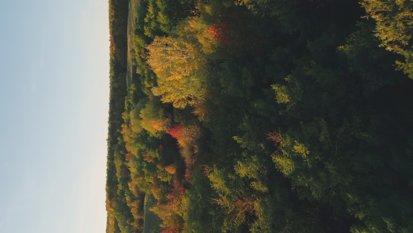 colorfully painted trees on the lawn in the autumn season