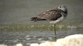 A common greenshank sleeps standing on one leg. Close-up video. The common greenshank (Tringa nebularia) is a wader in the large family Scolopacidae, the typical waders. 