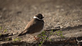 The common ringed is resting on the shore of the reservoir. The video was taken close-up. The common ringed or ringed plover (Charadrius hiaticula) is a small plover that breeds in Arctic Eurasia.