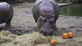 shot of two hippopotamus eating pumpkins and hay