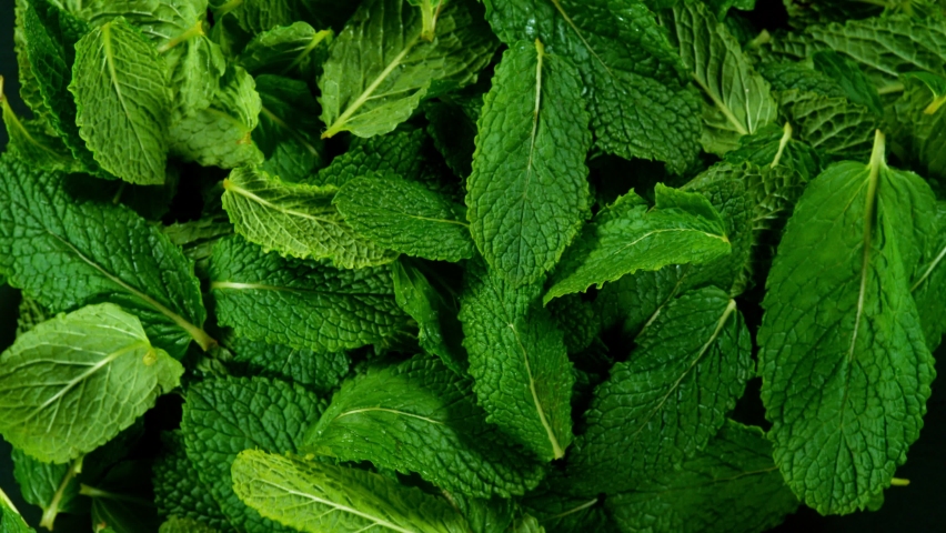 Fresh green mint leaves explosion on a black background. Filmed on high speed cinematic camera Royalty-Free Stock Footage #1097134761