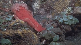 Nudibranch Spanish dancer sits on colorful corals at night size up to 60 cm
The Spanish dancer (Hexabranchus sanguineus) is a nudibranch mollusk of the Hexabranchidae family native to the Indo-Pacific