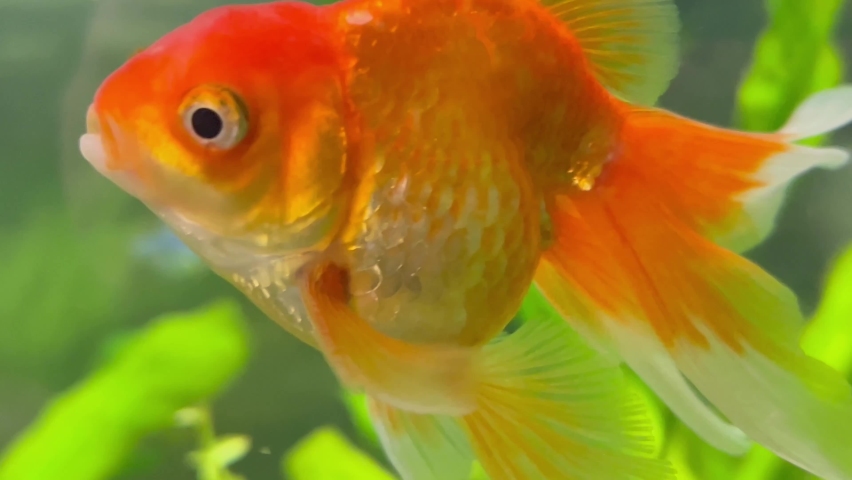 Close-up of an adult goldfish breathing underwater in a home aquarium. 4k video | Shutterstock HD Video #1097137049