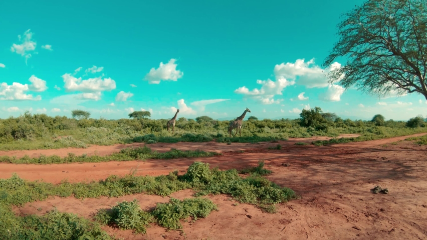 National Park in Kenya, Africa