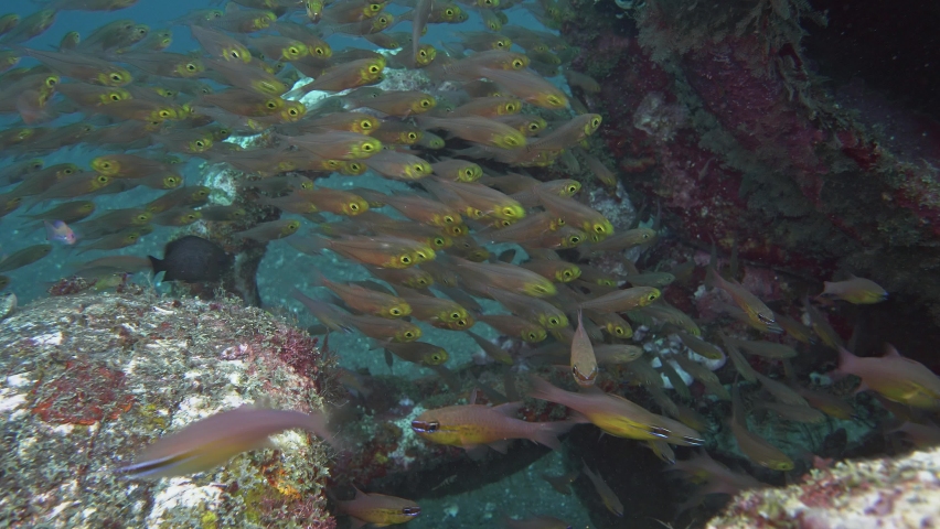 A dense school of small fish hides among artificial corals.
Golden Sweeper Parapriacanthus ransonneti WP,
10 cm. ID: yellow head and breast. Royalty-Free Stock Footage #1097137507