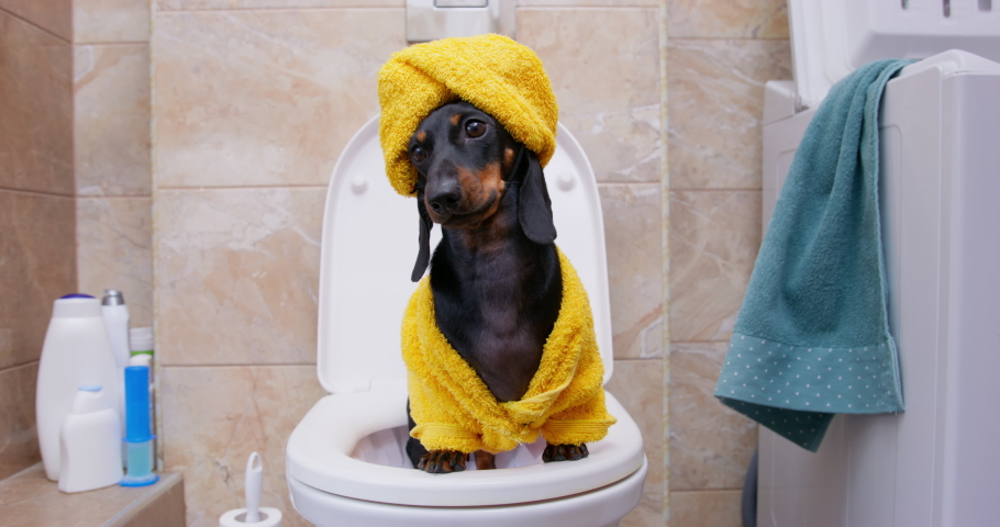 Lovely dachshund dog in yellow terry robe and with a towel wrapped around its head like turban, it is sitting on toilet and barking. Daily morning and evening hygiene procedures. Royalty-Free Stock Footage #1097140227