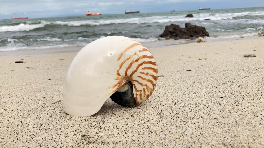 Chambered Nautilus Shell with species name Nautilus Pompilius