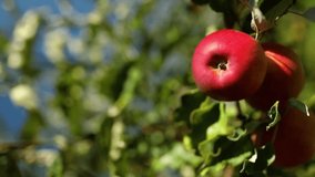 Vertical video Slow motion, Ripe apples trees in orchard ready for harvesting fruit from branch at autumn season, sunlight, Ukraine apples.