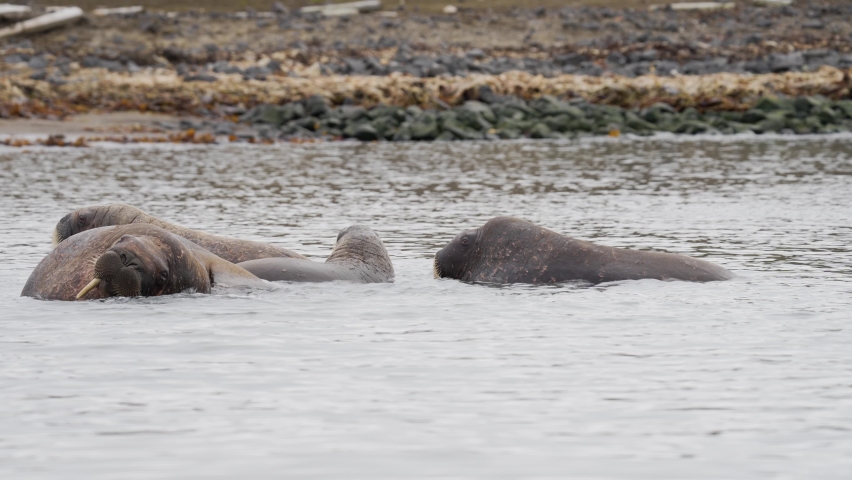 Walrus herd in the water, North Pole
Beautiful shot from north pole Spitsbergen, Svalbard Norway,2022, sunset
