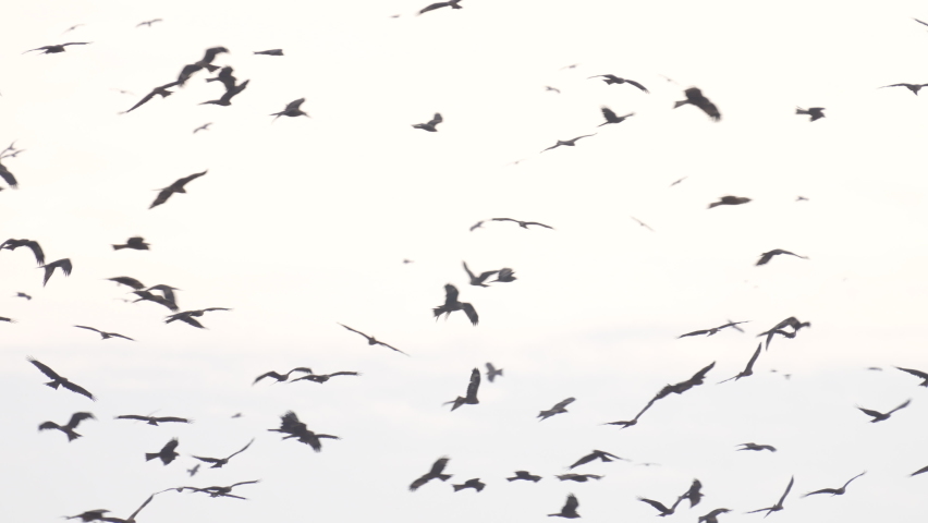 Black Kites (Milvus migrans) wintering in Israel Soaring in a blue sky