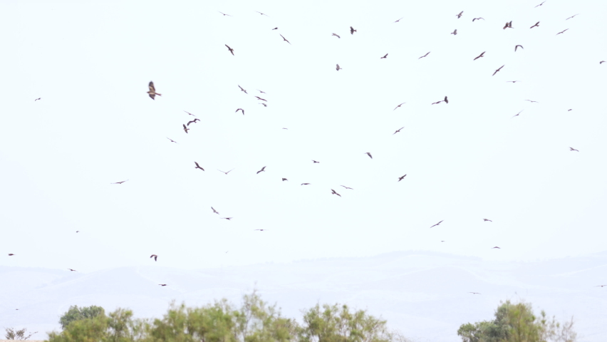 Black Kites (Milvus migrans) wintering in Israel Soaring in a blue sky