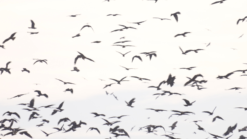 Black Kites (Milvus migrans) wintering in Israel Soaring in the sky