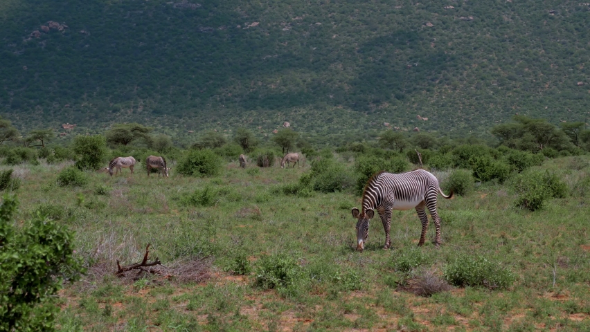 in the foreground of a mountain stands in the grass of the savannah a rare and protected Grevy