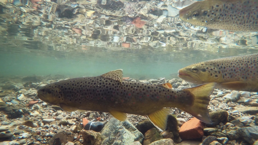 Underwater footage of swimming Brown Trout (Salmo trutta morpha fario). Preparing for spawning. Live in the river habitat. Wild Trout. Underwater mountain creek, nature light.  Royalty-Free Stock Footage #1097160353