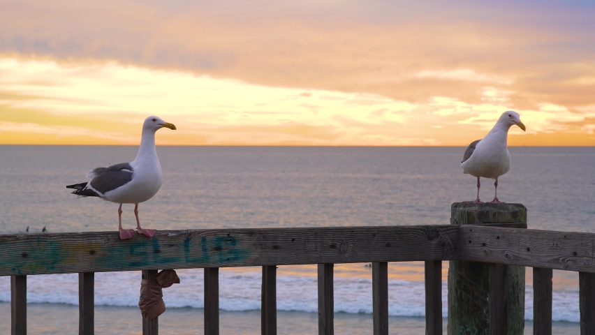 Two seagulls on wood railing at beach during sunset one flys away Royalty-Free Stock Footage #1097160765
