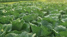 Shot of a field of green cabbage. Selective focus on Young cabbage grows in the farmer field. Cabbage bushes with green leaves on the ground. Organic vegetable growing. 