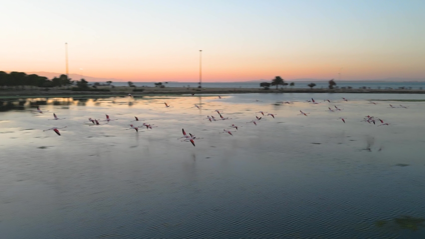 Aerial view of pink flamingos flying in izmir Turkey