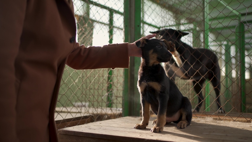 Homeless puppy being adopted from stray and homeless pets shelter