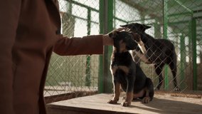 Homeless puppy being adopted from stray and homeless pets shelter - Powered by Shutterstock - Get 15% off with code: PIKWIZARD15
