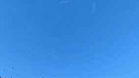 Flock of Migratory Starlings Flying in a Cloudless Blue Sky Footage.
