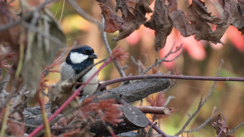 Close-up of Japanese Tit (Parus minor) or Oriental Tit Hunting And Eating Small Insects in Rotten Logs