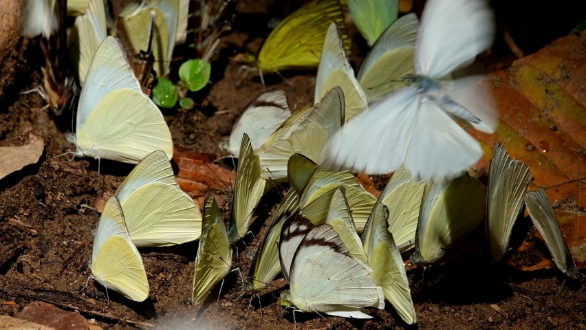 Random yellow butterflies flying and landing on the ground, Kaeng Krachan National Park, Thailand.