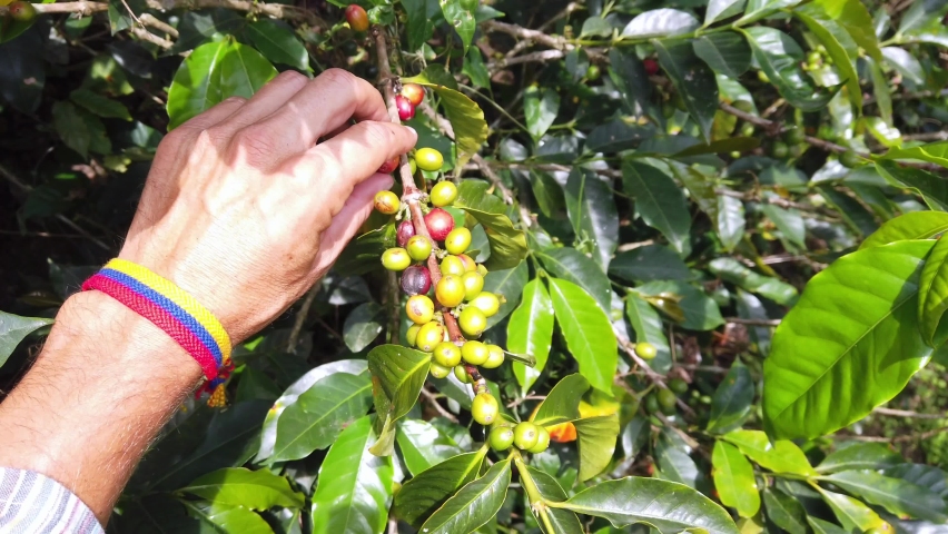 Coffee plantation in Salento area cafetera in Colombia - the green coffee beans on the plant ripen and are ready for harvesting and processing