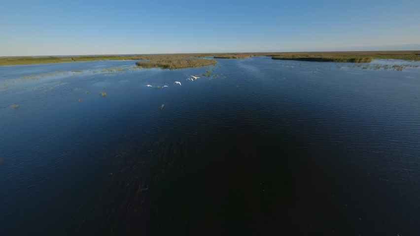 flying on a fpv drone behind a flock of swans Royalty-Free Stock Footage #1097189837