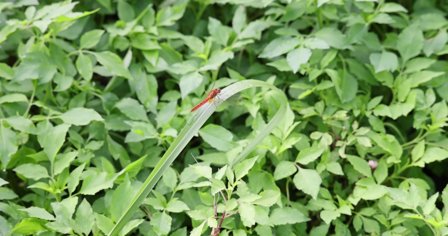 SINGAPORE WILDLIFE. A juvenile red dragonfly rests on a blade of grass in the Yio Chu Kang Crescent forest, at 9.15 AM on 24 Nov 2022. 