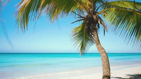 Landscape of a wild beach with palm trees. Blue ocean off the tropical coast. White sand and sea waves. Summer holidays on the Cote d'Azur. Travel to tropical paradise.