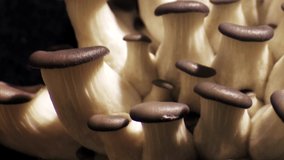 Oyster mushroom time lapse. Edible mushrooms macro footage. Fungus white background.