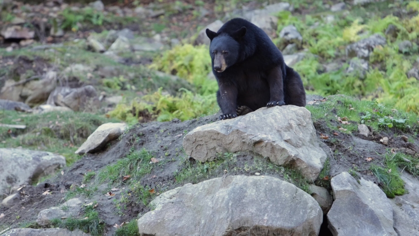 Black bear licks its lips as it sits on rocky den slomo | Shutterstock HD Video #1097201173